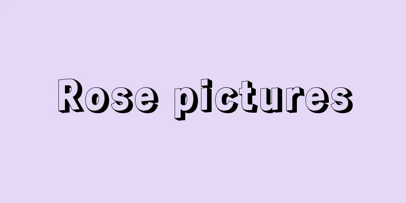 Rose pictures