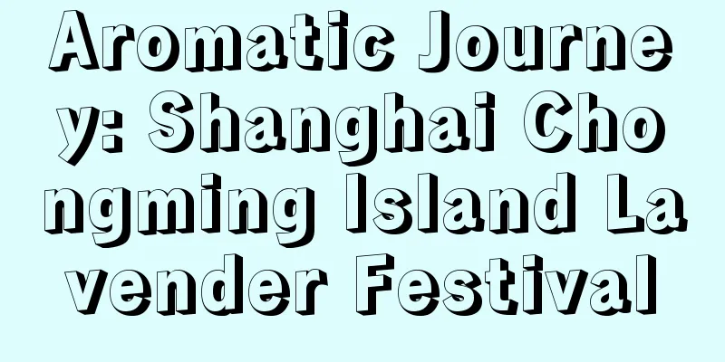 Aromatic Journey: Shanghai Chongming Island Lavender Festival