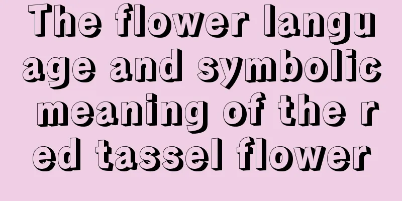 The flower language and symbolic meaning of the red tassel flower