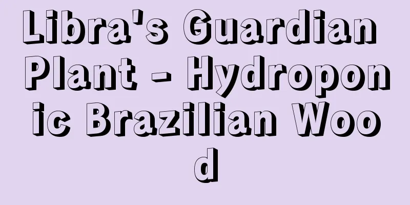 Libra's Guardian Plant - Hydroponic Brazilian Wood