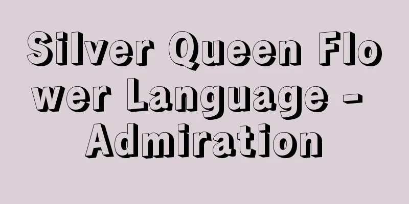 Silver Queen Flower Language - Admiration