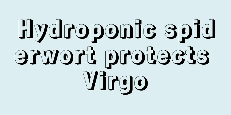 Hydroponic spiderwort protects Virgo