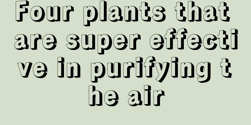 Four plants that are super effective in purifying the air