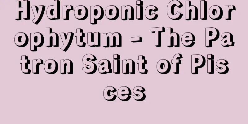 Hydroponic Chlorophytum - The Patron Saint of Pisces