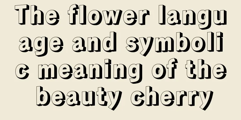 The flower language and symbolic meaning of the beauty cherry