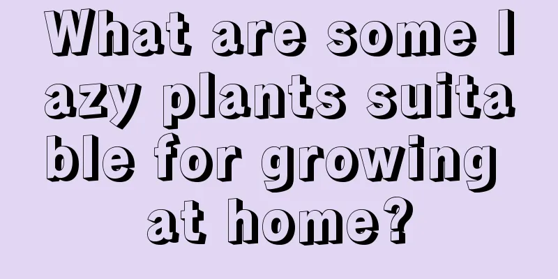 What are some lazy plants suitable for growing at home?