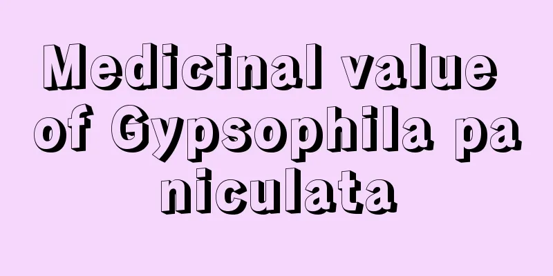 Medicinal value of Gypsophila paniculata