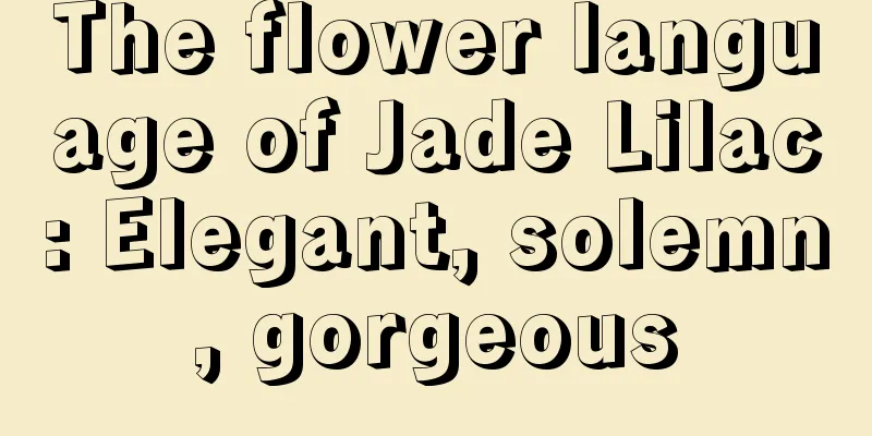 The flower language of Jade Lilac: Elegant, solemn, gorgeous