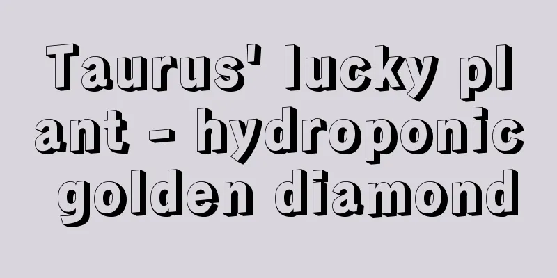 Taurus' lucky plant - hydroponic golden diamond