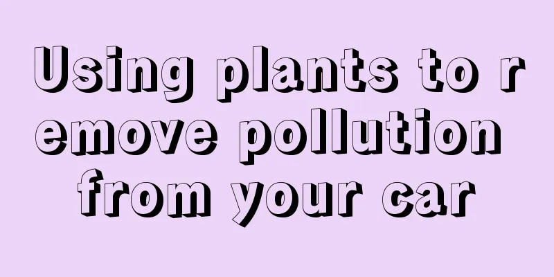 Using plants to remove pollution from your car