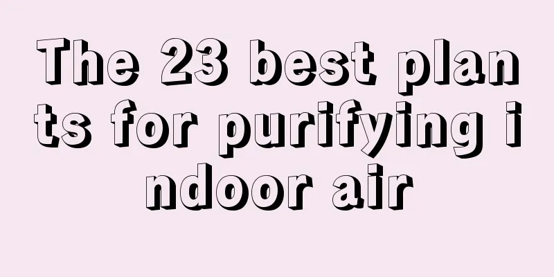 The 23 best plants for purifying indoor air