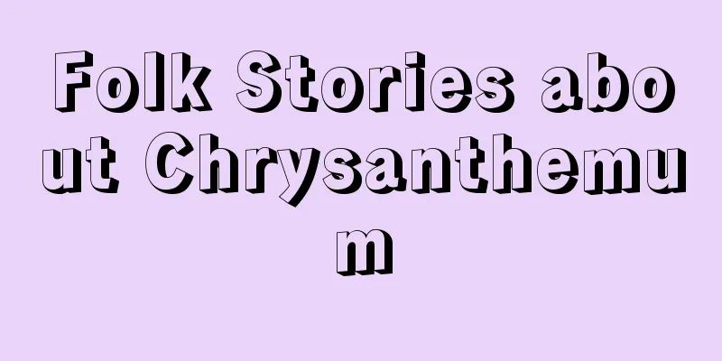 Folk Stories about Chrysanthemum