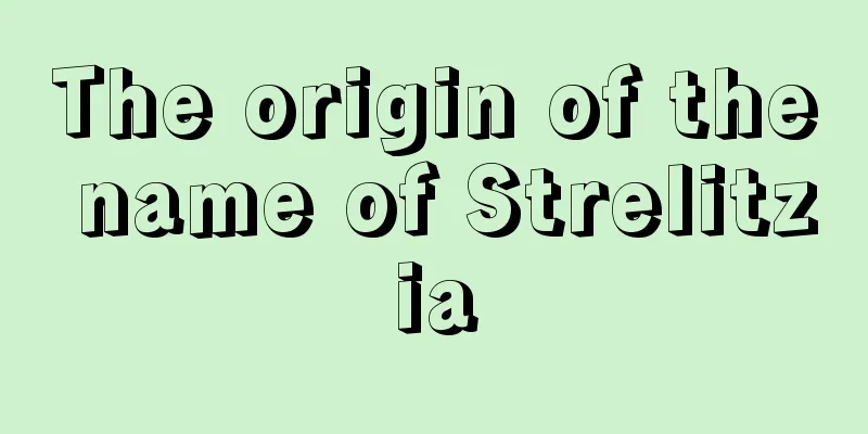 The origin of the name of Strelitzia