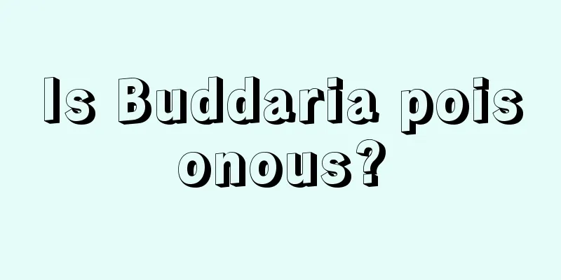 Is Buddaria poisonous?