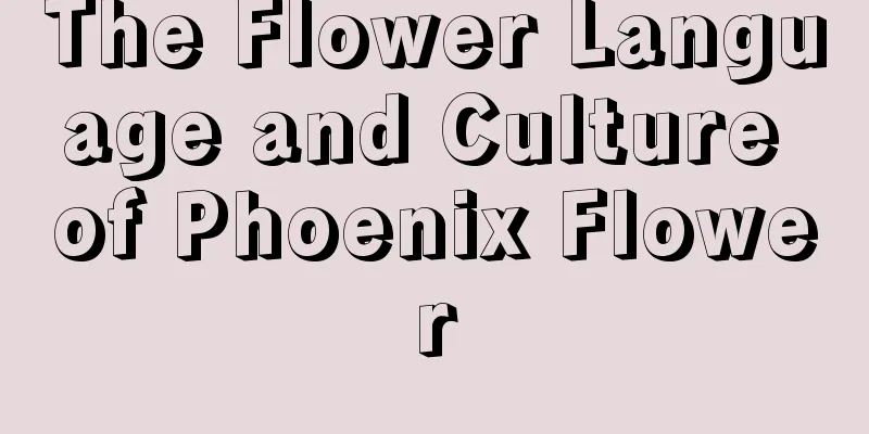 The Flower Language and Culture of Phoenix Flower