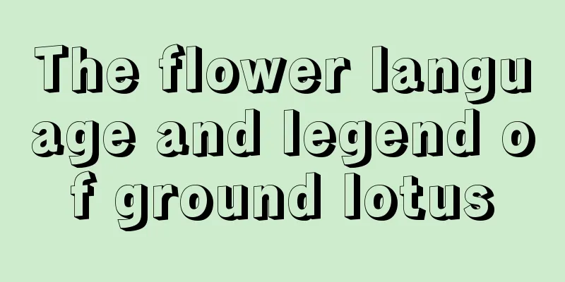 The flower language and legend of ground lotus