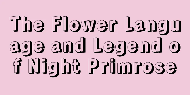 The Flower Language and Legend of Night Primrose