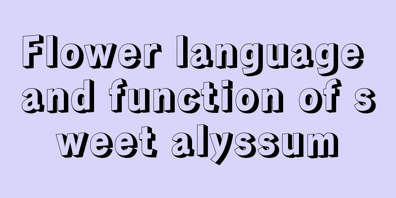 Flower language and function of sweet alyssum