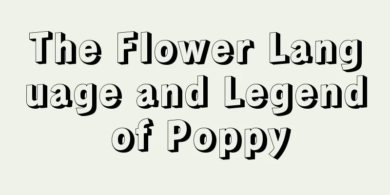 The Flower Language and Legend of Poppy