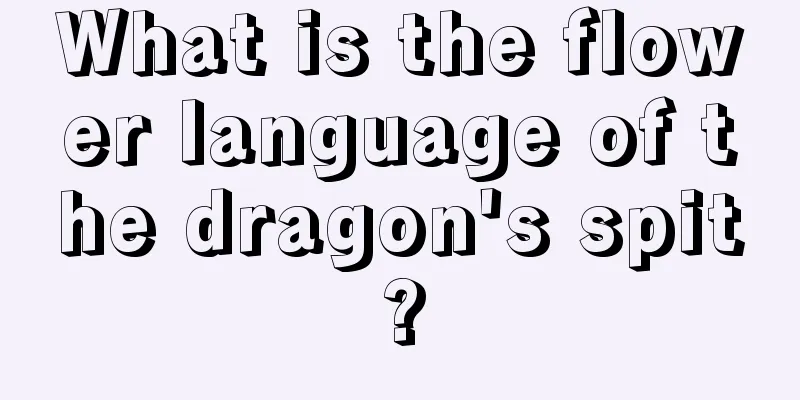 What is the flower language of the dragon's spit?