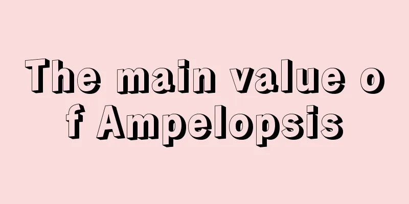 The main value of Ampelopsis