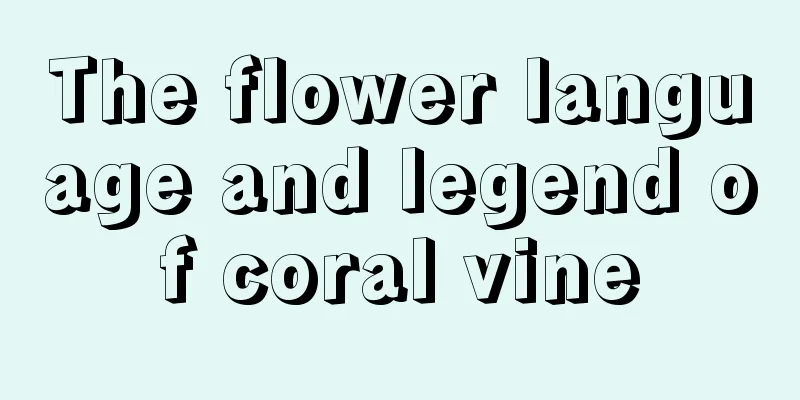 The flower language and legend of coral vine