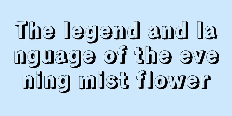 The legend and language of the evening mist flower