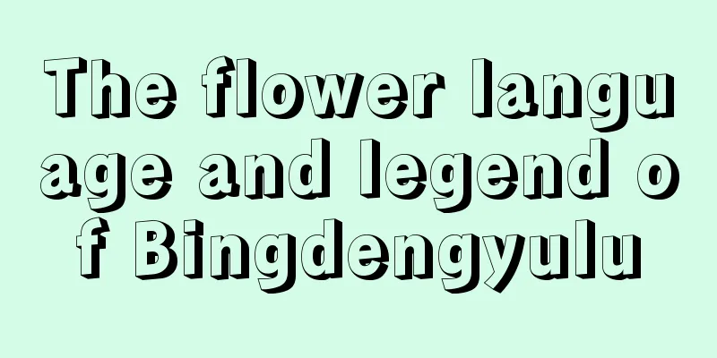 The flower language and legend of Bingdengyulu