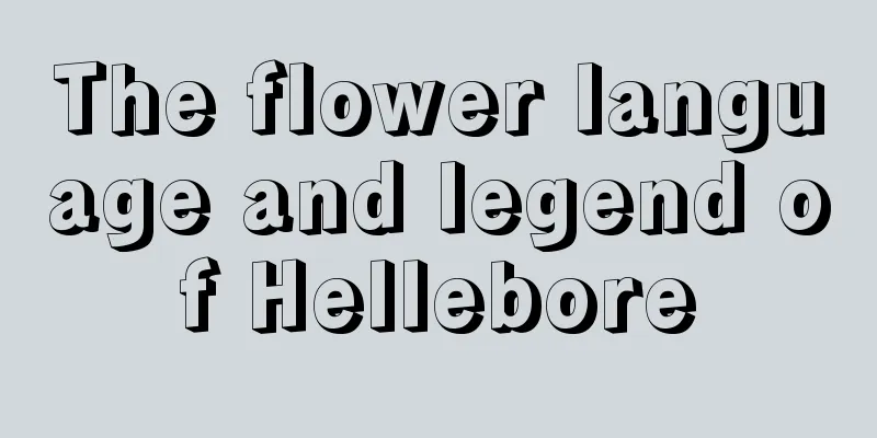 The flower language and legend of Hellebore