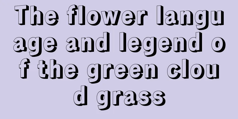 The flower language and legend of the green cloud grass