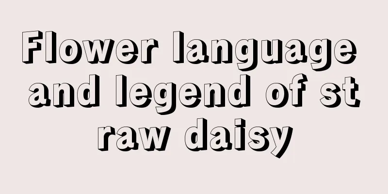 Flower language and legend of straw daisy