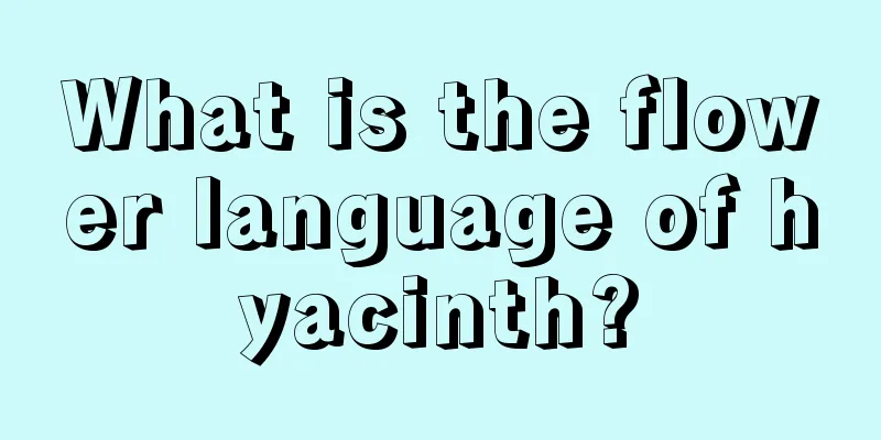 What is the flower language of hyacinth?