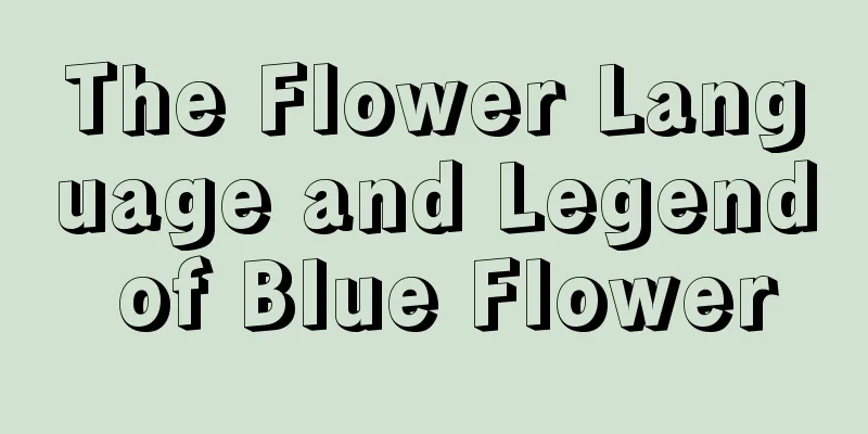 The Flower Language and Legend of Blue Flower