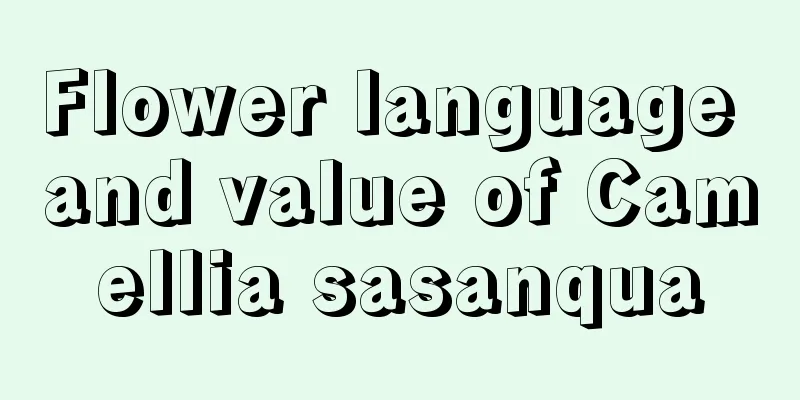 Flower language and value of Camellia sasanqua