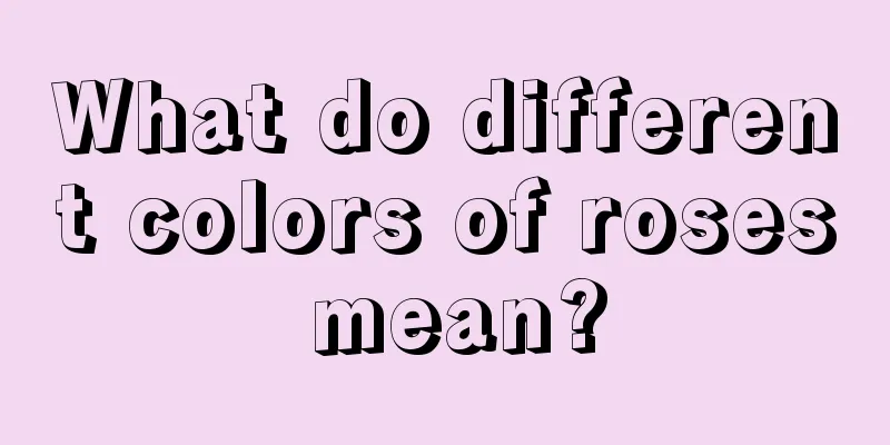 What do different colors of roses mean?