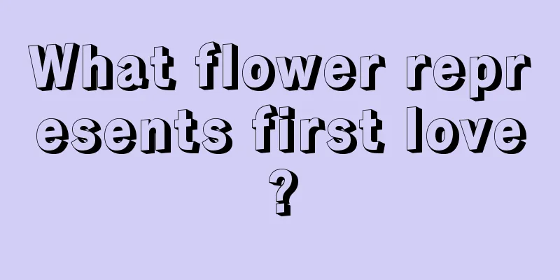 What flower represents first love?