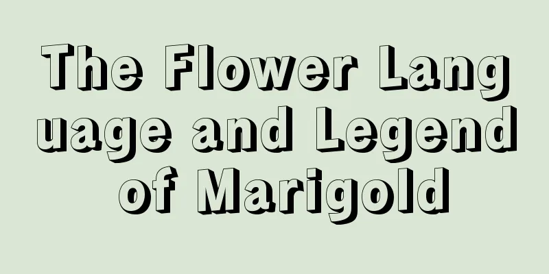 The Flower Language and Legend of Marigold