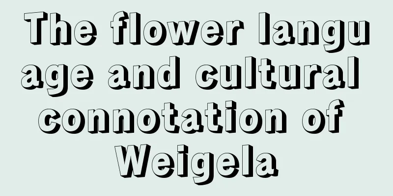 The flower language and cultural connotation of Weigela