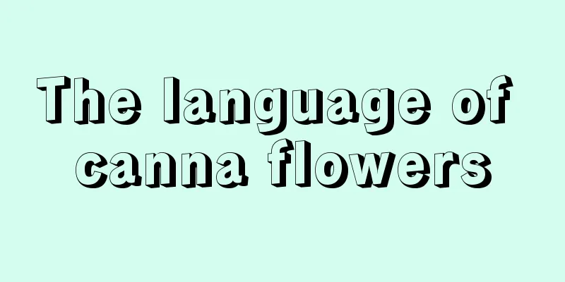 The language of canna flowers