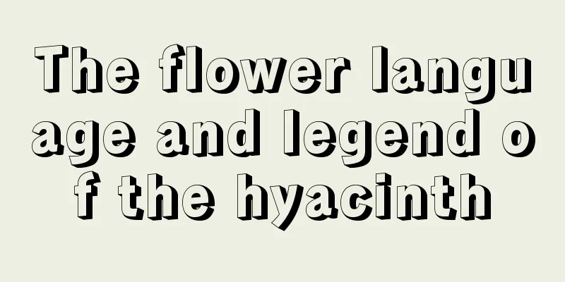 The flower language and legend of the hyacinth