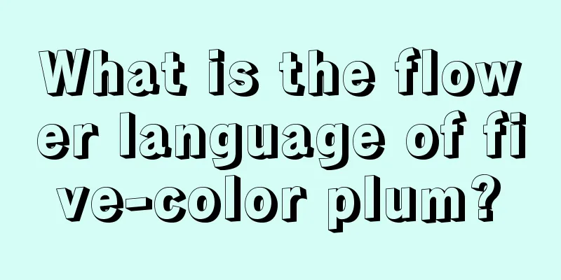 What is the flower language of five-color plum?