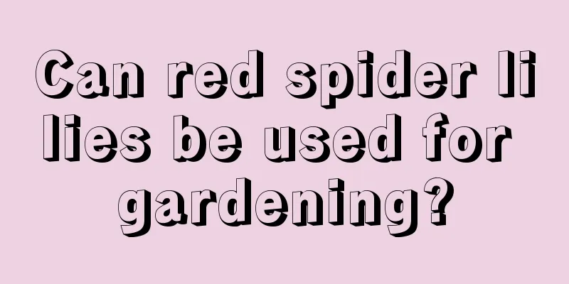 Can red spider lilies be used for gardening?