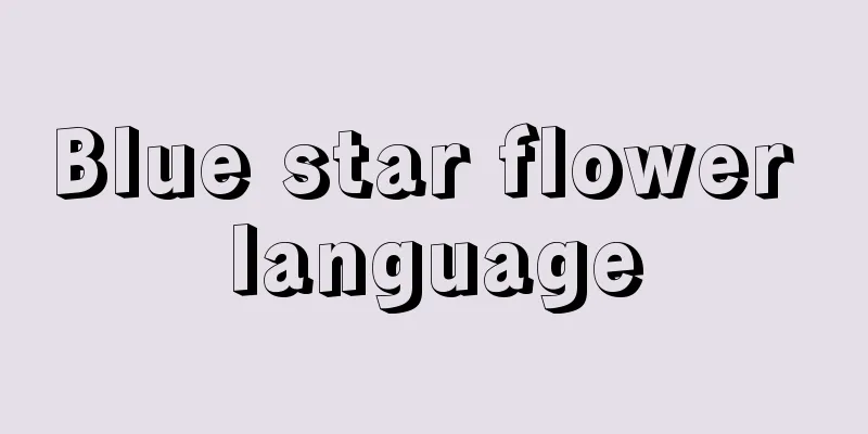 Blue star flower language