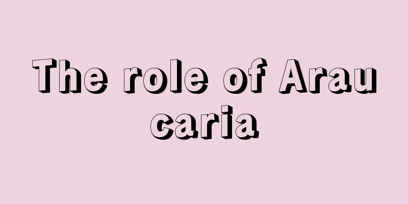 The role of Araucaria