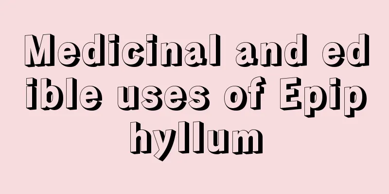 Medicinal and edible uses of Epiphyllum