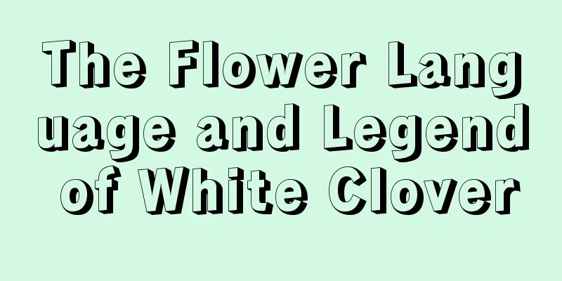 The Flower Language and Legend of White Clover