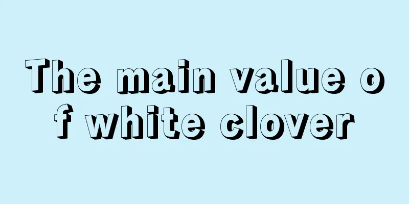 The main value of white clover