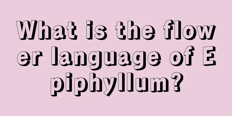 What is the flower language of Epiphyllum?