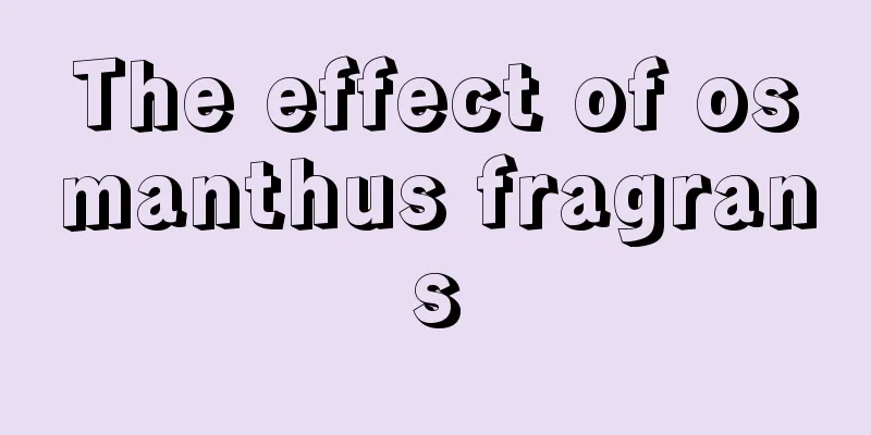 The effect of osmanthus fragrans