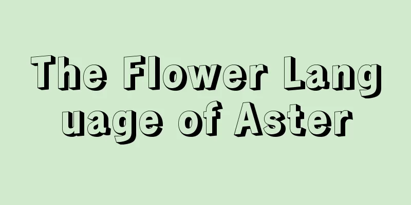 The Flower Language of Aster